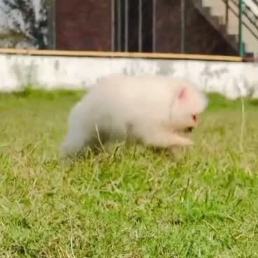 Pomeranian Puppy, farm video