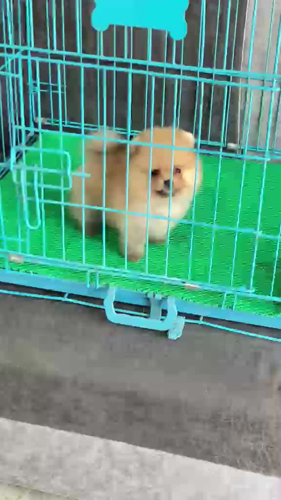 Pomeranian Puppy, farm video