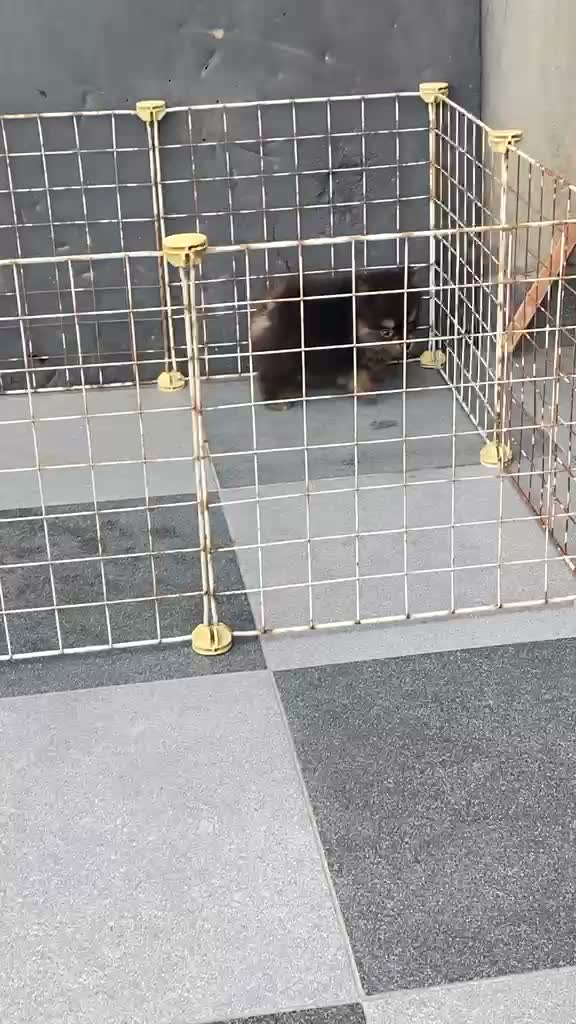 Pomeranian Puppy, farm video