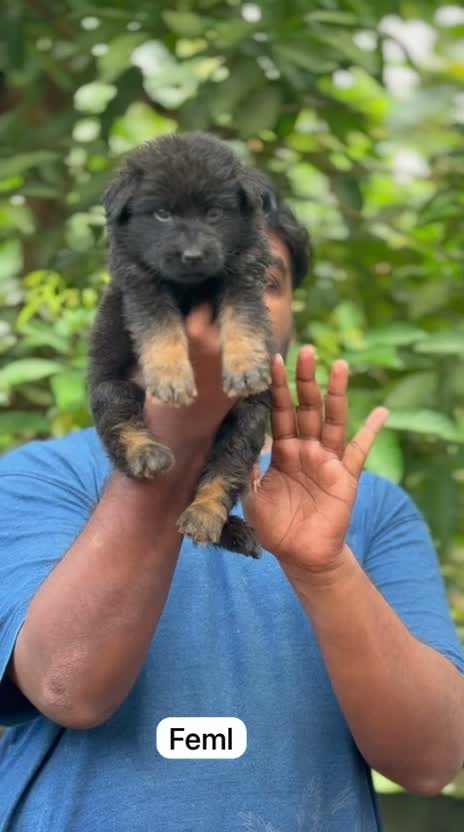 German Shepherd Puppy, farm video