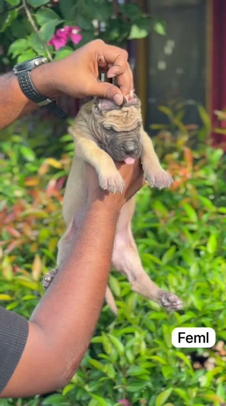 Great Dane Puppy, farm video