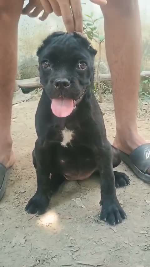 Cane Corso Puppy | Brindle, farm video