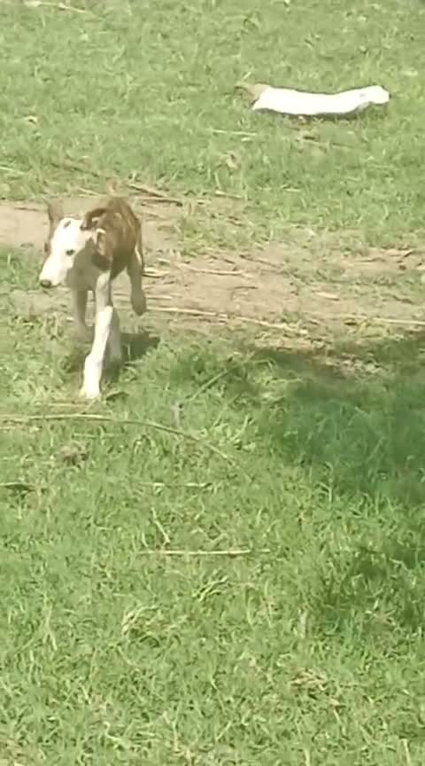 Greyhound Puppy, farm video