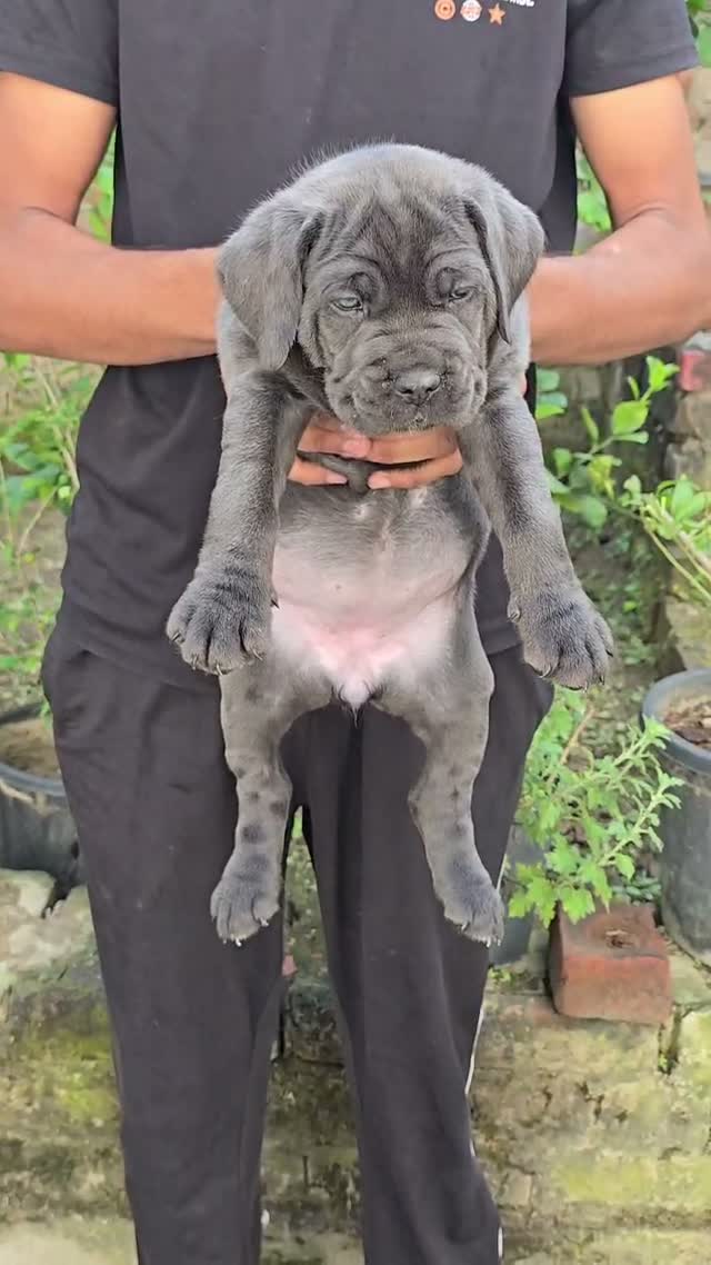 Cane Corso Puppy | Brindle, farm video
