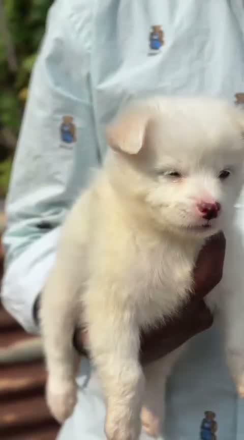 Dachshund Puppy | Brown & Tan, farm video