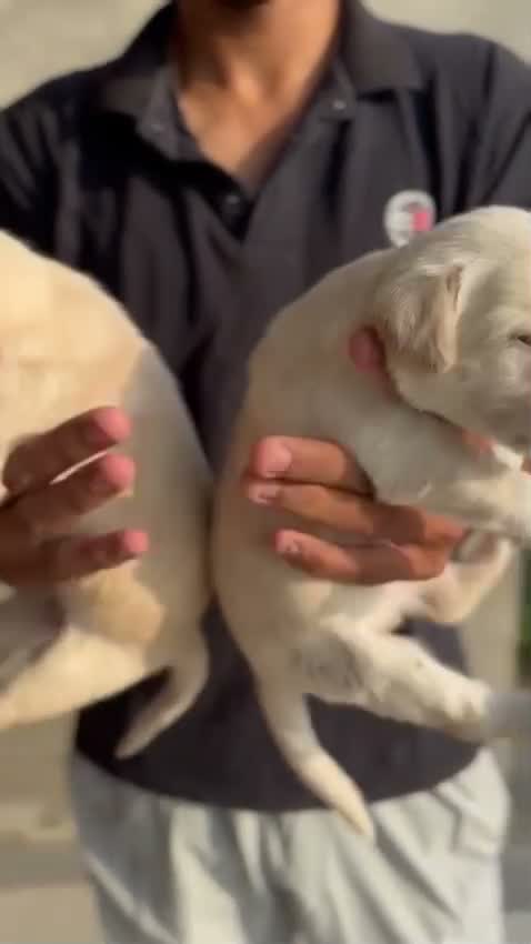 Beagle Black & Tan Puppy, farm video