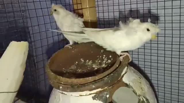Satin Pigeon, farm video
