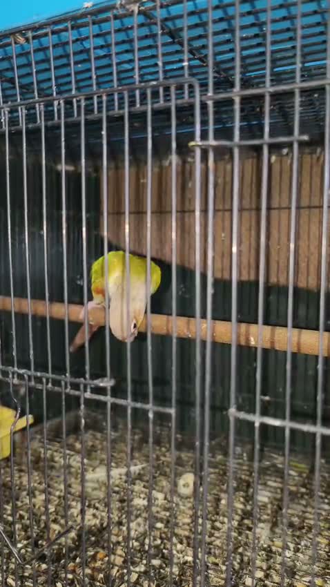 Pineapple Headed Conure, farm video