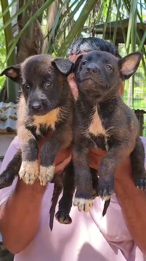 Belgian Malinois Puppy, farm video