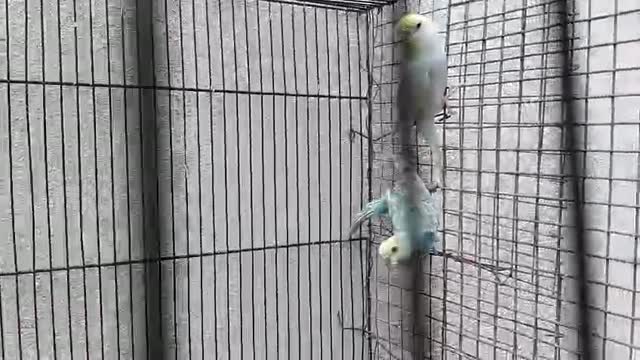 Budgies | Fallow, farm video