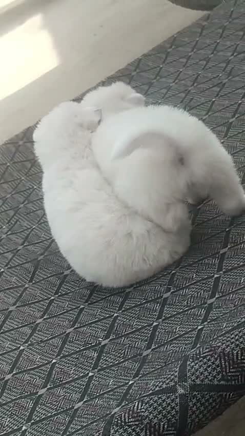 Pomeranian Puppy, farm video