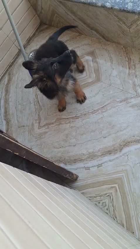 German Shepherd Puppy, farm video