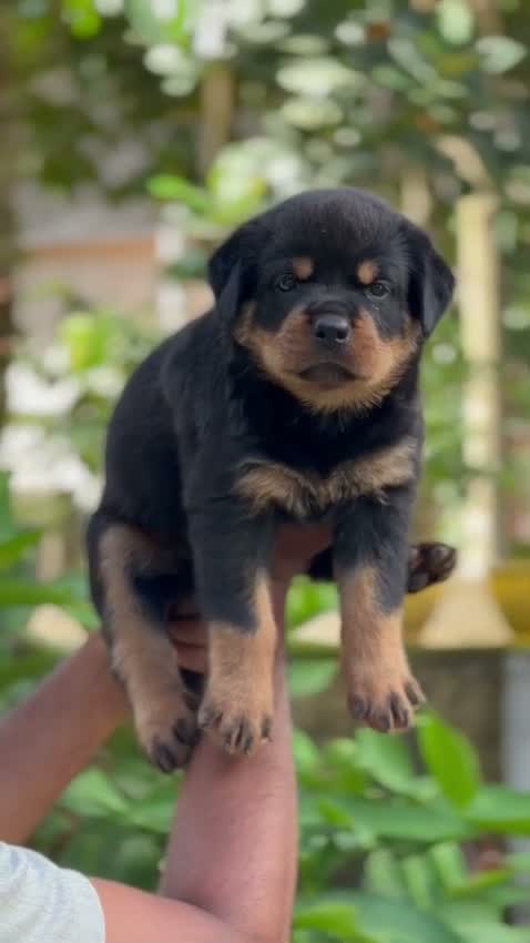 Rottweiler Puppy, farm video