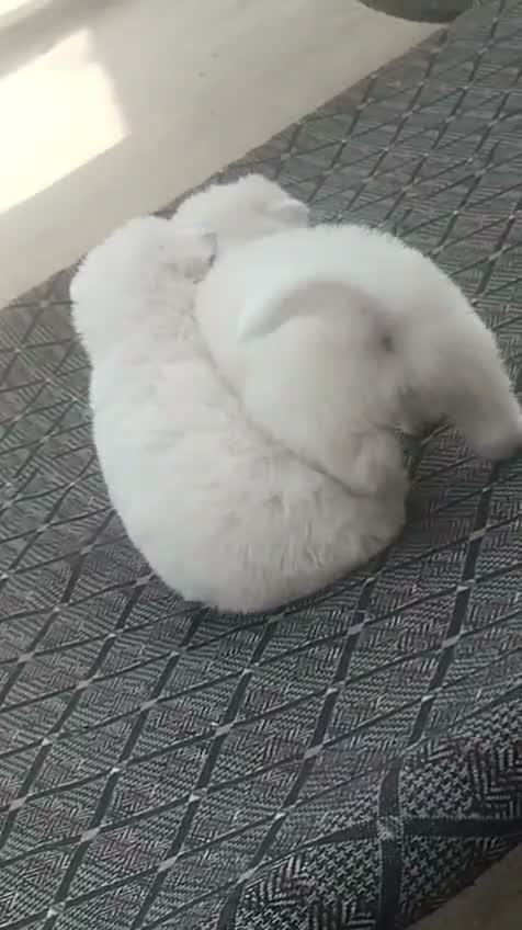 Pomeranian Puppy, farm video