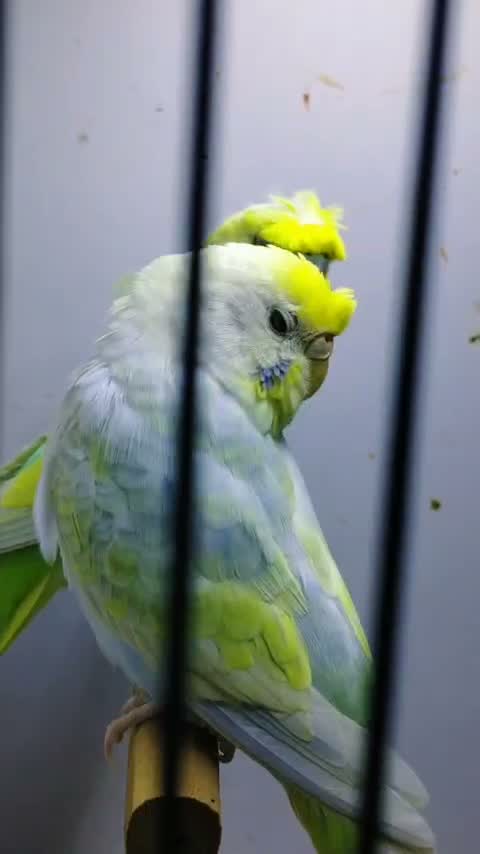 Budgies | Fallow, farm video