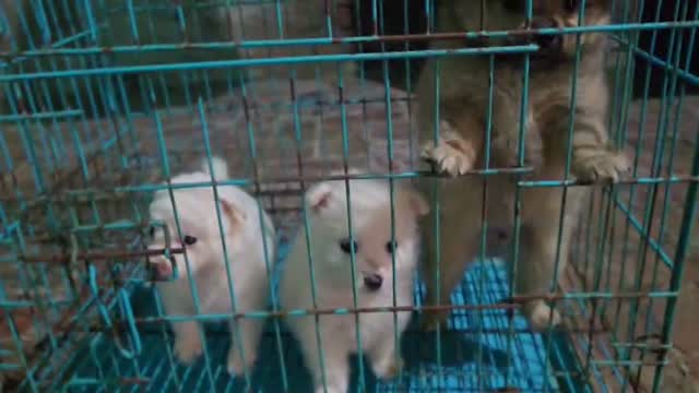 Pomeranian Puppy, farm video