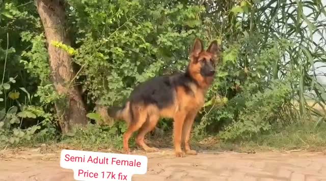 German Shepherd Puppy, farm video