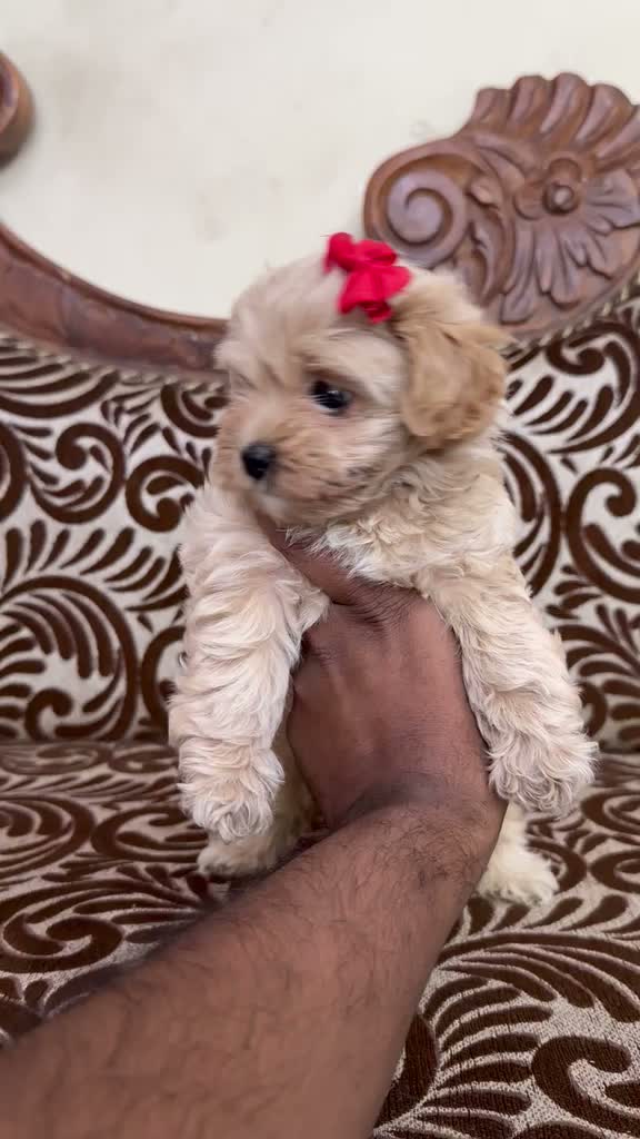 Dachshund Puppy | Brown & Tan, farm video