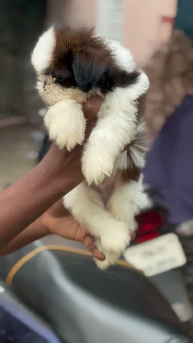Shih Tzu | Black Color, farm video