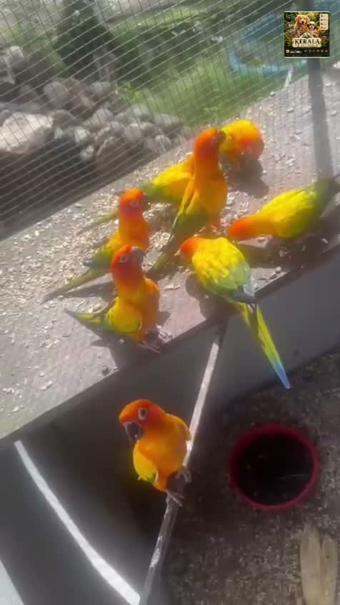 Sun Conure, farm video