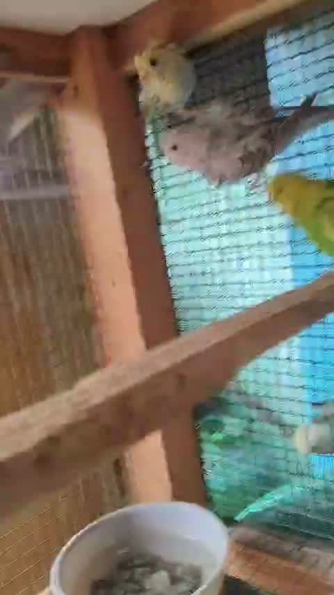 Helicopter Budgies, farm video