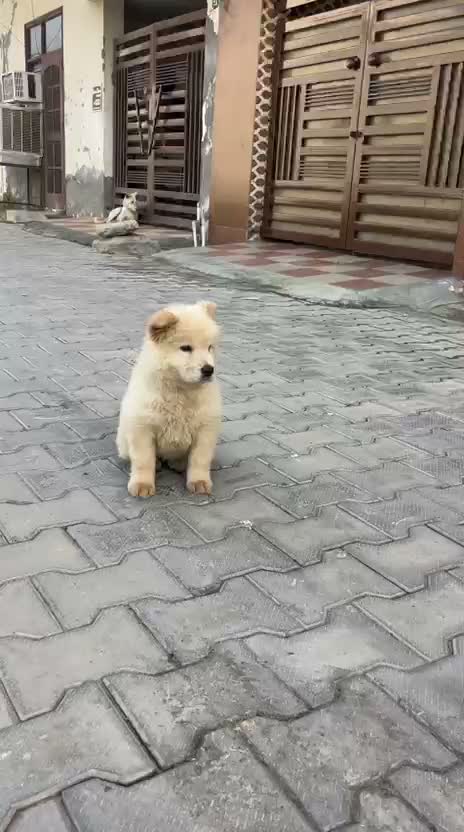 Chow Chow Puppies, farm video