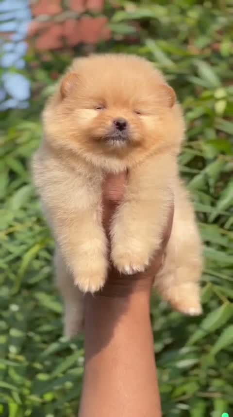 Culture Toy Pom Puppy | Black, farm video