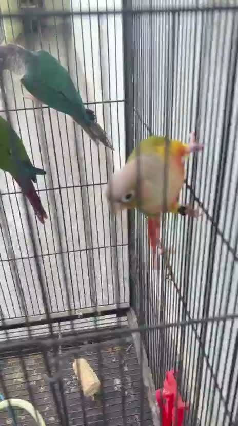 Pineapple Headed Conure, farm video