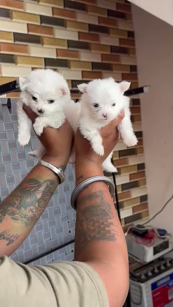 Pomeranian Puppy, farm video