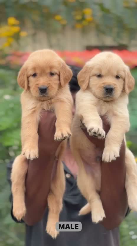 Golden Retriever, farm video