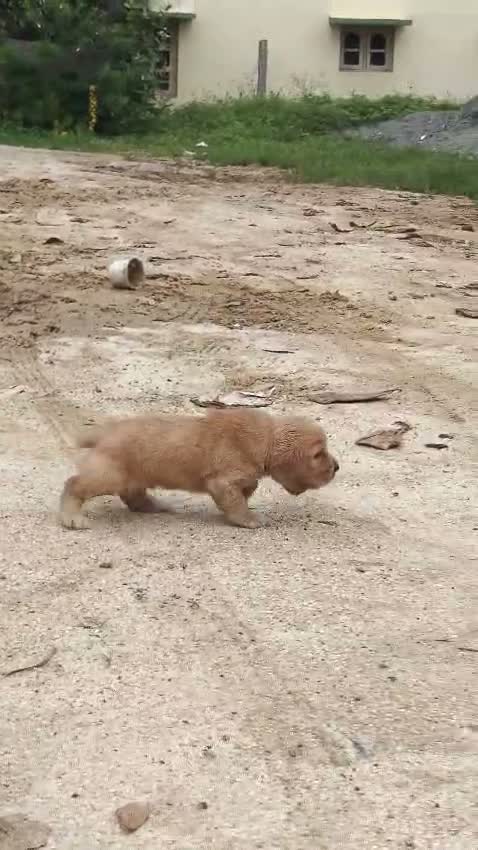 Cocker Spaniel Puppy, farm video