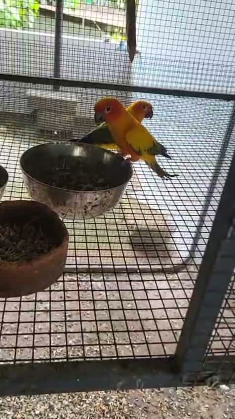 Sun Conure, farm video