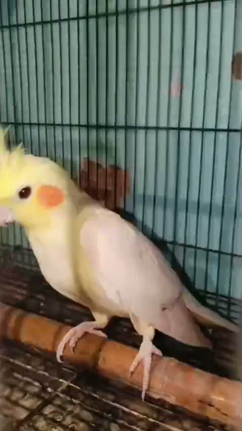 Cockatiel, farm video