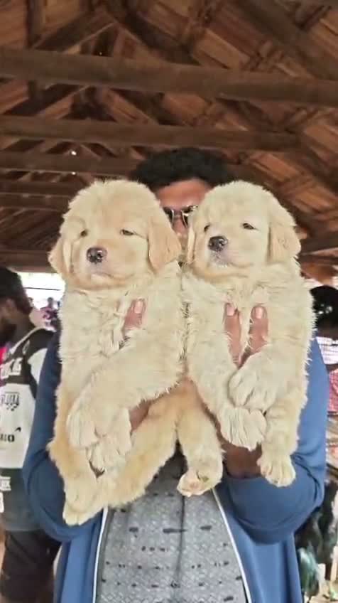 Golden Retriever, farm video
