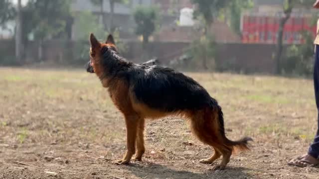 German Shepherd Puppy, farm video