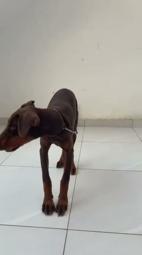 Doberman Pinscher Puppy | Brown & Tan, farm video