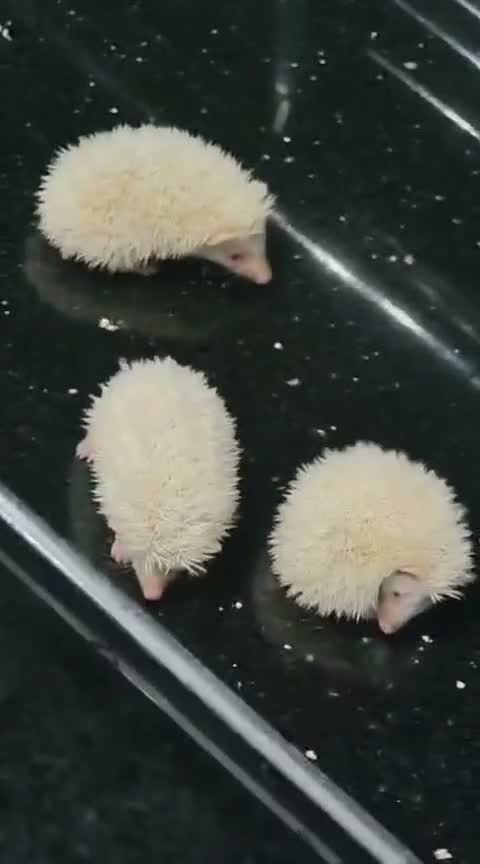 Hedgehogs Babies & Adults, farm video