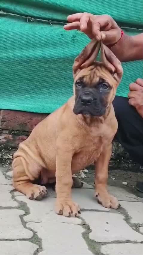 Cane Corso Puppy, farm video
