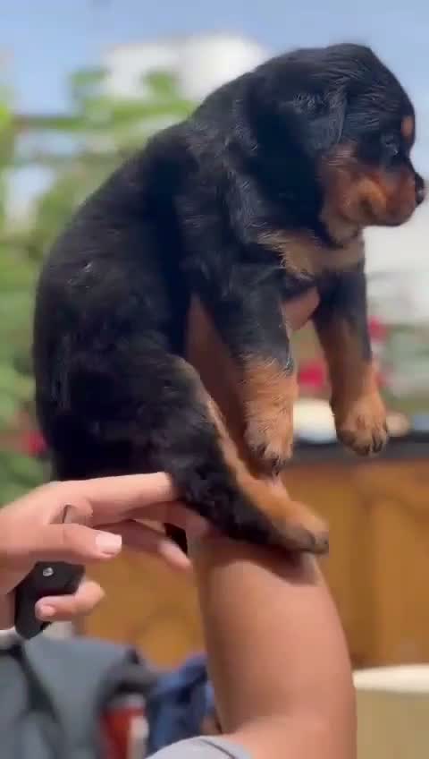 Rottweiler Puppy, farm video
