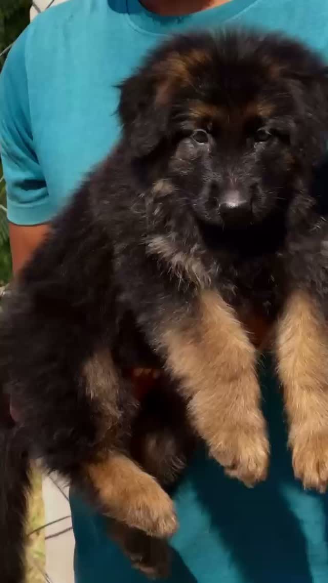 German Shepherd Puppy, farm video