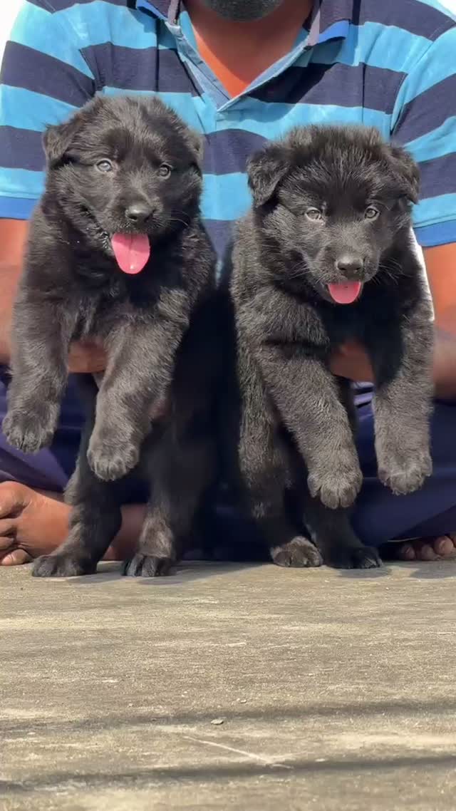 German Shepherd Puppy, farm video