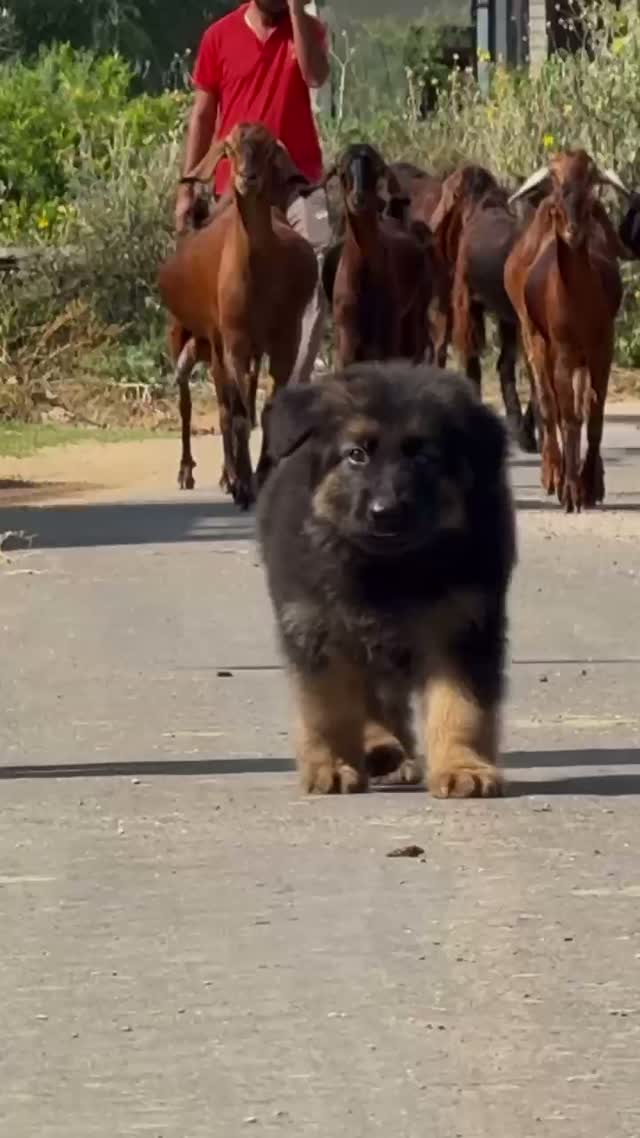 German Shepherd Puppy, farm video