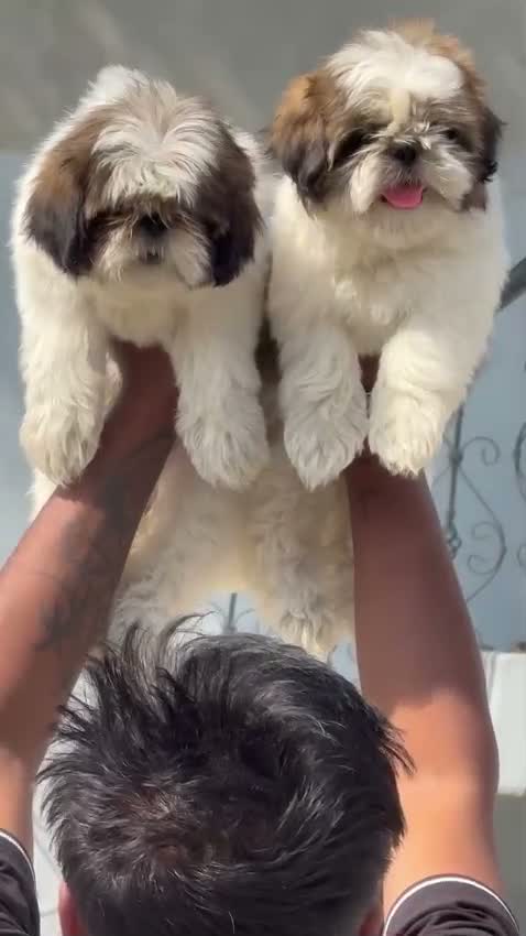 Shih Tzu | Black Color, farm video