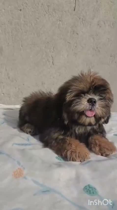 Shih Tzu | Black Color, farm video