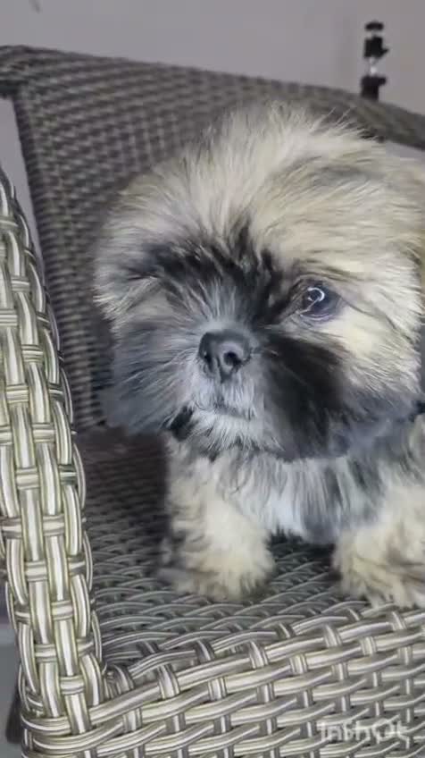 Shih Tzu | Black Color, farm video