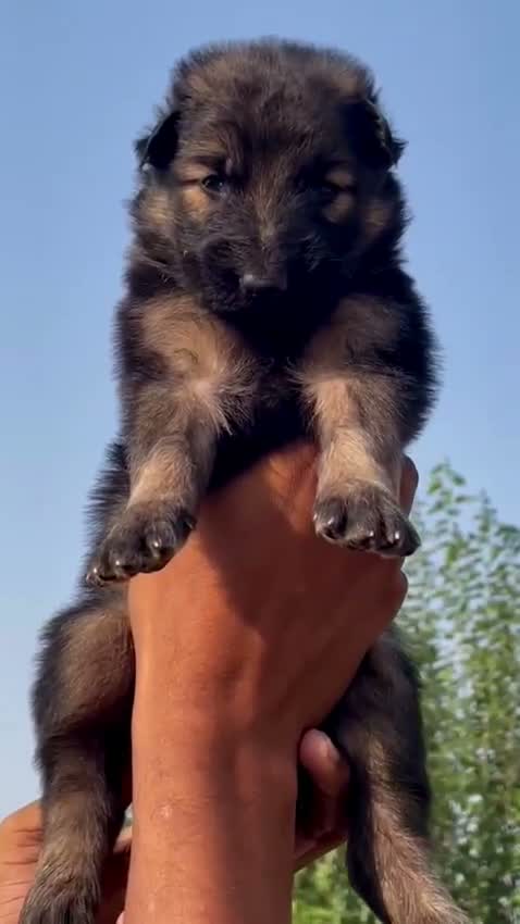 German Shepherd Puppy, farm video