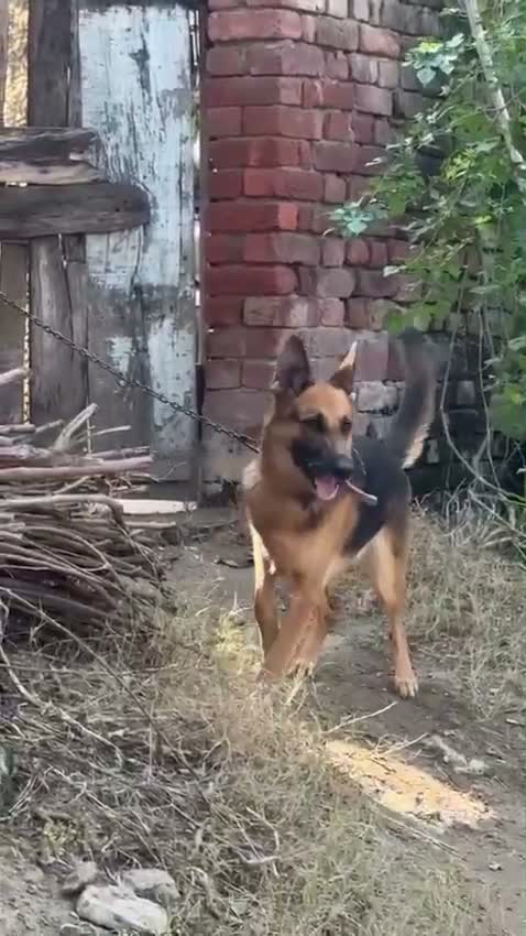 Dachshund Puppy | Brown & Tan, farm video