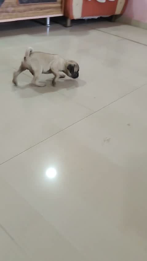 Pug Puppy, farm video