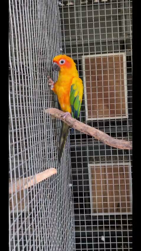 Sun Conure, farm video