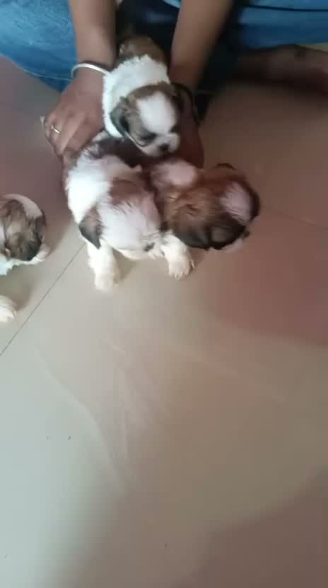 Shih Tzu | Black Color, farm video
